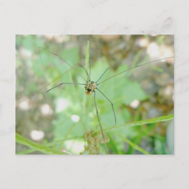 Carte Postale Harvestman Daddy Longlegs (Opiliones) (Devant)