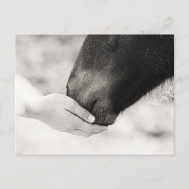 Carte Postale Häst Horse (Devant)