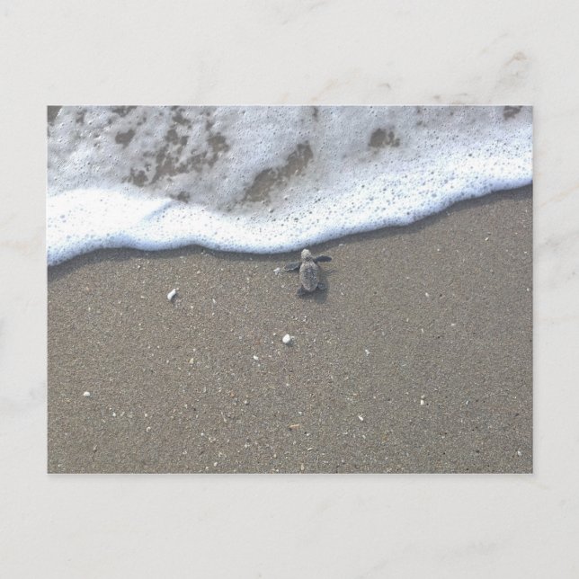 Carte Postale Hatchs de la tortue luth (Devant)
