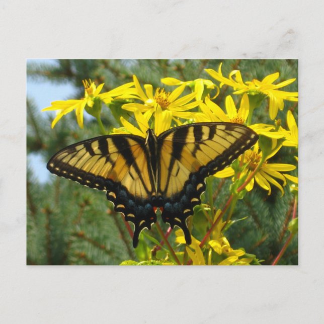 Carte Postale Hausse-queue de tigre sur marguerites jaunes (Devant)