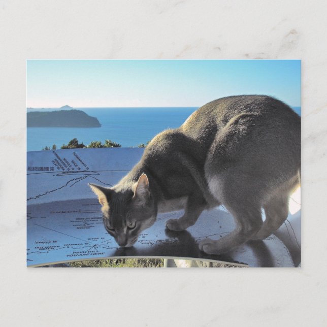 Carte Postale Haut du mont Paku Nouvelle-Zélande (Devant)