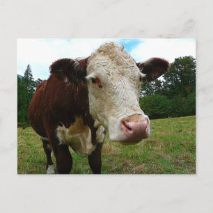 Carte Postale Haute Def Hereford