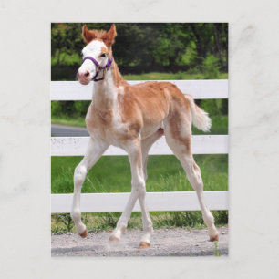 Carte Postale Haute Steppin