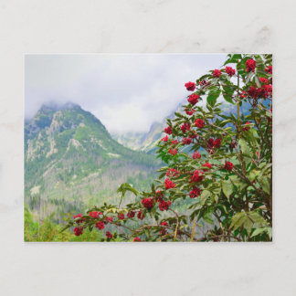 Carte Postale Haute Tatras Slovaquie