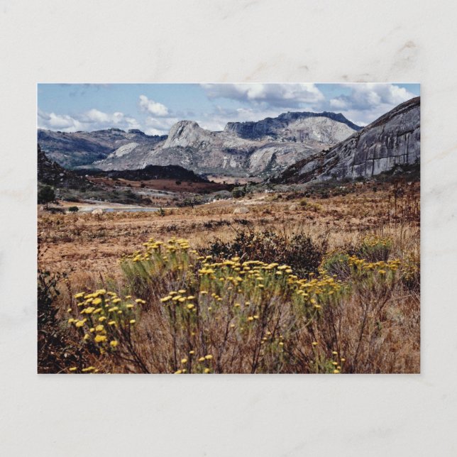 Carte Postale Hautes terres de l'Est, fleurs du Zimbabwe (Devant)