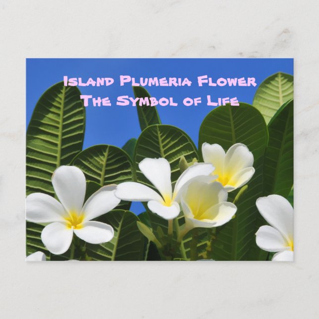 Carte postale Hawaïenne à fleurs Plumeria blanches (Devant)