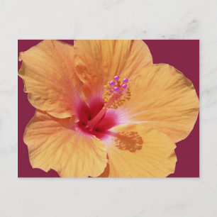 Carte postale hawaïenne tropicale