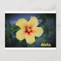 carte postale hawaii avec la fleur de l'état hawai