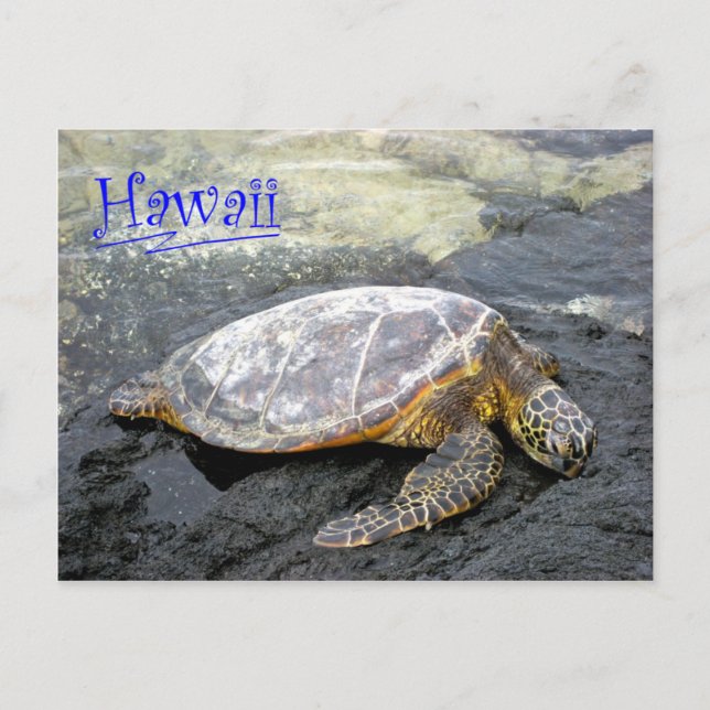 Carte Postale Hawaii - Honu (Devant)