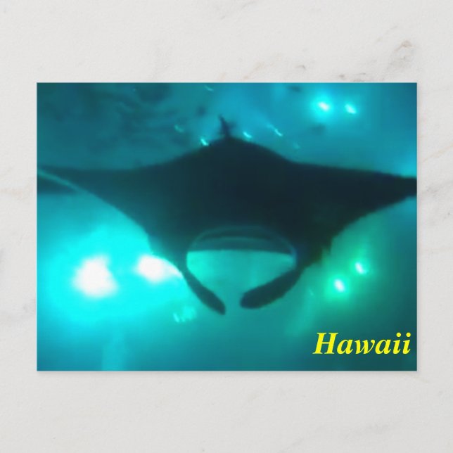Carte Postale Hawaii Manta Ray (Devant)