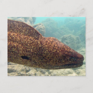 Carte Postale Hawaii Moray Eel