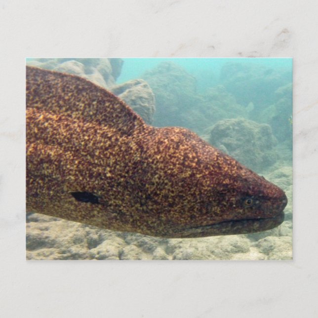 Carte Postale Hawaii Moray Eel (Devant)