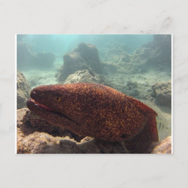 Carte Postale Hawaii Moray Eel (Devant)
