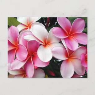 Carte postale Hawaii Pink Plumeria