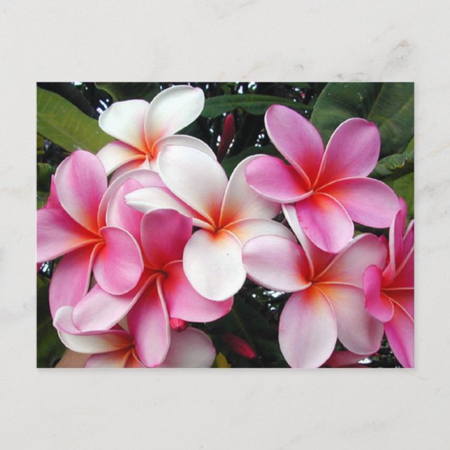 Carte postale Hawaii Pink Plumeria (Devant)