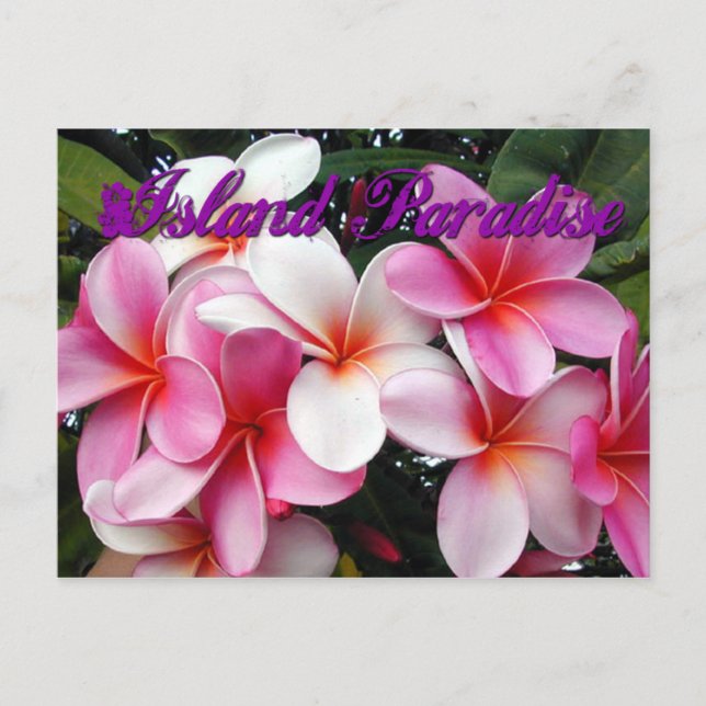 Carte postale Hawaii Pink Plumeria (Devant)