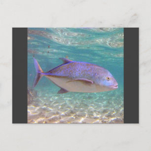 Carte Postale Hawaii Trevally Fish