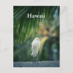 Carte postale Hawaii White Heron