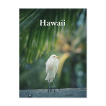 Carte postale Hawaii White Heron