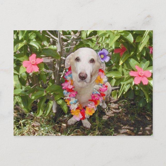 Carte postale Hawaiian Myrtie (Devant)