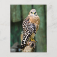 Carte postale Hawk
