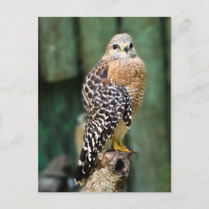 Carte postale Hawk