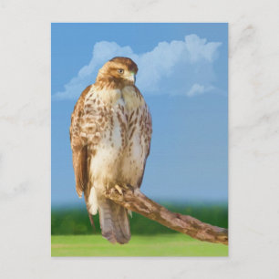 Carte postale Hawk à pattes rugueuses