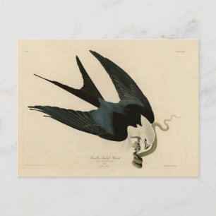 Carte Postale Hawk à queue avale - Audubon's Birds of America