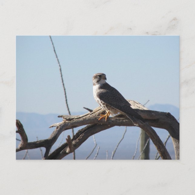 Carte postale Hawk des Prairies (Devant)