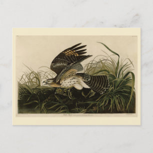 Carte Postale Hawk d'hiver, les oiseaux d'Amérique de John James