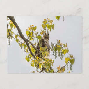 Carte Postale Hawk Et Coeurs