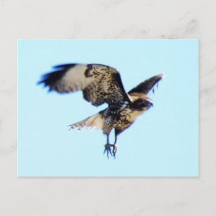 Carte Postale Hawk rouge à Flight Custom