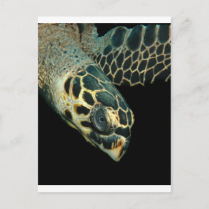 Carte Postale Hawksbill Angel