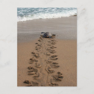 Carte postale Hawksbill Turtle Trek