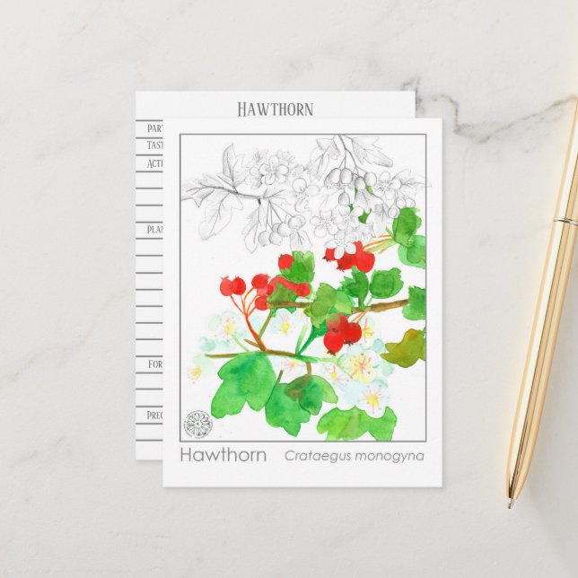 Carte Postale Hawthorn Materia Medica Monograph Herbal Study (Devant/Arrière en situation)