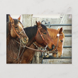 Carte Postale Heads Bridled