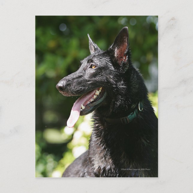 Carte Postale Headshot 2 de berger allemand (Devant)