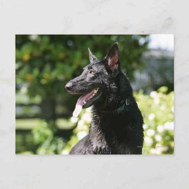 Carte Postale Headshot 2 du berger allemand (Devant)