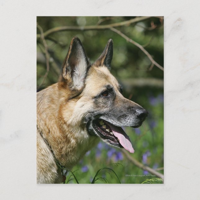 Carte Postale Headshot 3 du berger allemand (Devant)