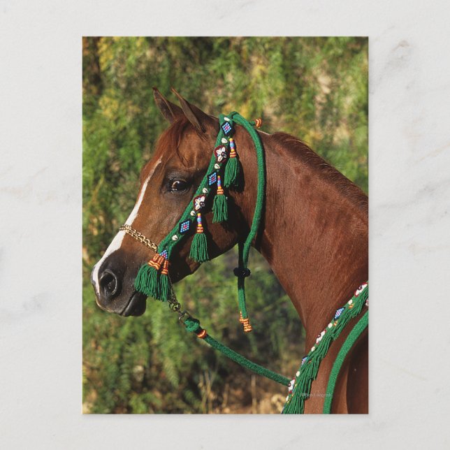 Carte Postale Headshot arabe de cheval avec le frein (Devant)