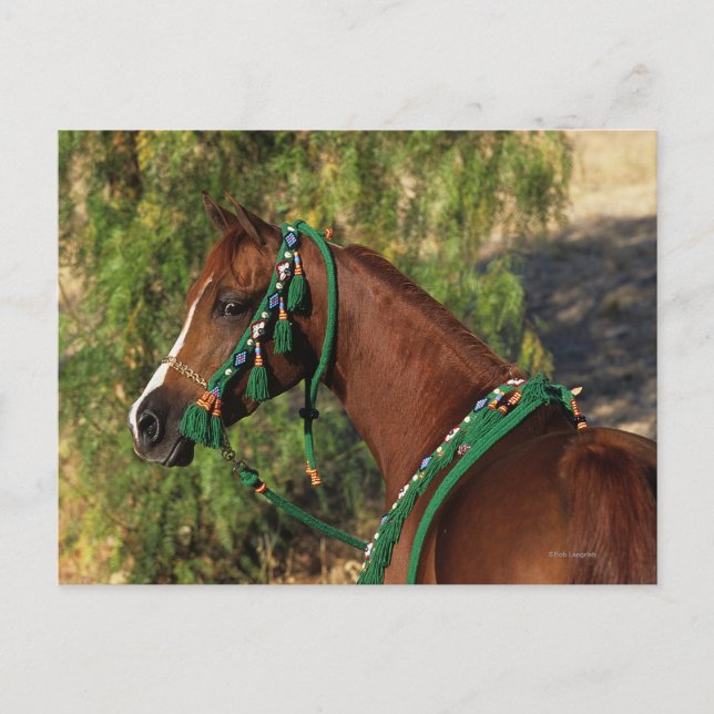 Carte Postale Headshot arabe de cheval avec le frein (Devant)