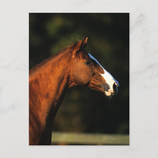 Carte Postale Headshot de cheval de pur sang (Devant)
