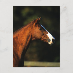 Carte Postale Headshot de cheval de pur sang