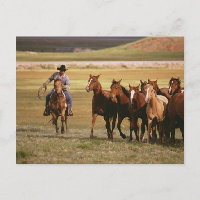 Carte Postale Hébergement de cowboys au ranch (Devant)