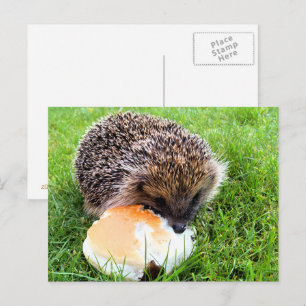 CARTE POSTALE HÉDGEHOG