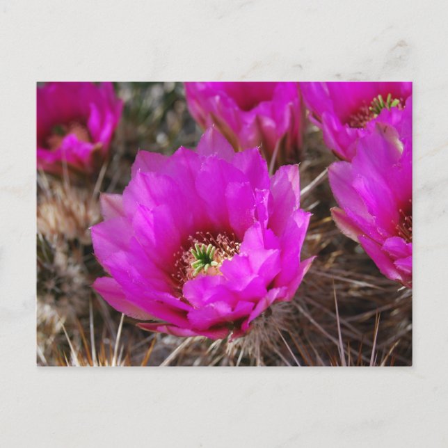 Carte Postale Hedgehog Cactus (Devant)