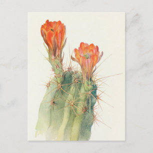 Carte Postale Hedgehog Cactus par Margaret Armstrong