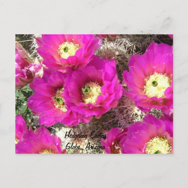 Carte Postale Hedgehog CactusGlobe, Arizona (Devant)