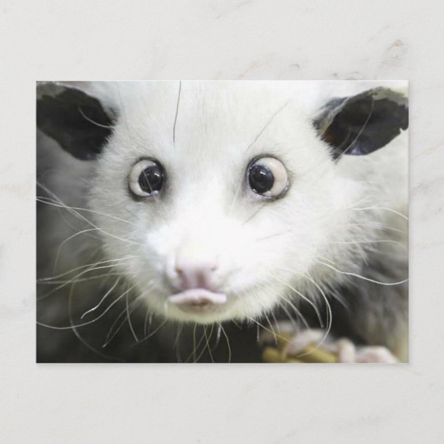 Carte Postale Heidi L'Opossum Osé À Croix (Devant)