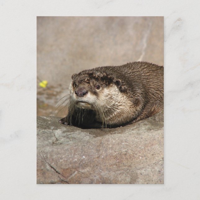 Carte Postale Helaine's Otter (Devant)